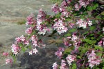 Abelia 308.JPG