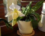 sabot de venus, 2eme floraison , cette fois-ci 3 fleurs