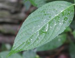IMG_0312.JPG