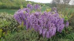 Glycine Black Dragon.jpg