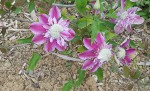 Clematite Josephine.jpg