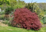 Acer p.d. ornatum.jpg