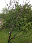 IMG_5083.jpg