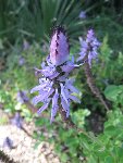 fleur-mysterieuse-Hyeres-IMG_6523.jpg