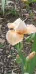 Iris.jpg