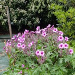 Geranium maderense.jpg