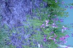 20190413 a identifier 081 R.JPG