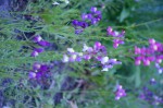 20190413 a identifier feuille  085 R.JPG
