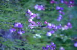 20190413 a identifier fleur  083 R.JPG