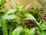 DSCF2510.JPG