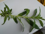 DSCF2512.JPG