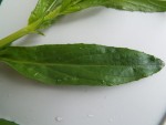DSCF2513.JPG