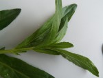 DSCF2514.JPG