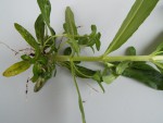 DSCF2515.JPG