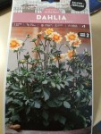 Dahlia dans le grand pot.jpg