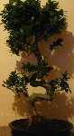 que dois je esperer de ce FICUS????