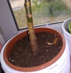 ficus ?