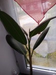 ficus ?