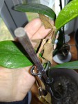plante du debutant