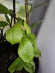 plante du debutant