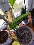 plante du debutant