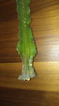 IMG_cactus4.jpg