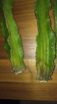 IMG_cactus2.jpg