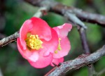 Chaenomeles attardé-0345.JPG