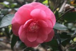 Camelia Elegans-0331.JPG