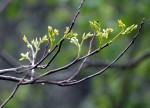 IMG_0367.JPG