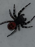 Noir rouge