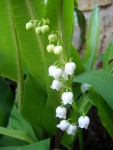 Muguet.JPG