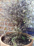 plante_arbre_1.jpg