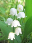 20190501_muguet.jpg