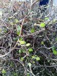 plante_arbre_2.jpg