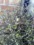plante_arbre_3.jpg
