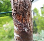 20190502_131532b.jpg