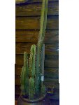 cactus1.jpg