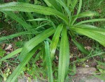yucca je crois .jpg