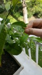 Citronnier1.jpg