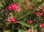 Grevillea-0416.JPG