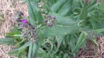 plante 1 fleurie.jpg
