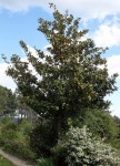 m. grandiflora-427.JPG