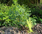 plante_inconnue02.jpg