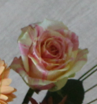 rose.PNG