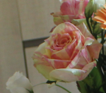 rose1.PNG
