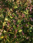 fleur_juillet2bis.jpg