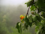 Liriodendron tulipifera 2019.JPG