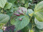 feuilles cassis 1.jpg