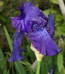 Iris 05 2019 (2).JPG